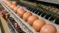 La Inteligencia Artificial al servicio de la avicultura.
