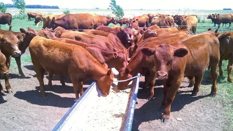 Alimentacion en cria 2.jpg