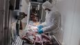 El sector agropecuario argentino impulsa sus exportaciones de carne con nuevas habilitaciones, fortaleciendo la industria frigorífica.