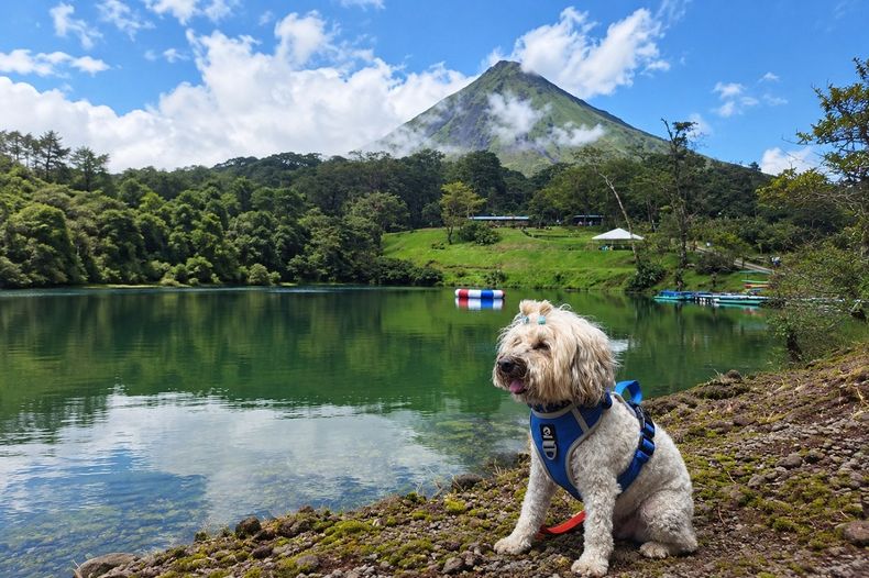Senasa y los Certificados veterinarios para el traslado de mascotas.