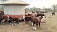 Es clave seguir desterrando mitos  sobre el destete bovino en prácticas de vital trascendencia para el negocio ganadero.