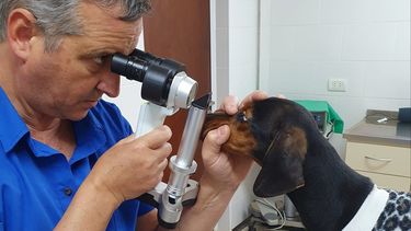 Si no se tratan, las queratoconjuntivitis secas someten al animal a un proceso muy doloroso, y a la ceguera.