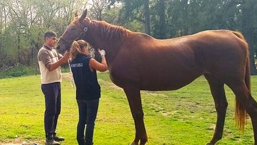 La vacunación contra la encefalomielitis equina es la principal herramienta para mitigar el riesgo de infección o reducir al mínimo los signos clínicos.