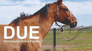 El documento único de los equinos (DUE) es la documentación oficial para circular.