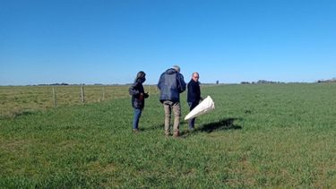 El ataque de la chicharrita del maíz puso en marcha distintos mecanismos para estar preparados para la próxima campaña.