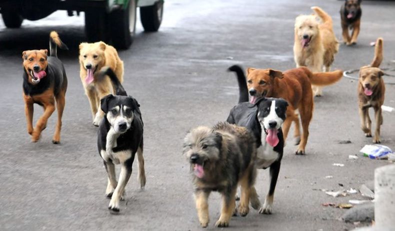 Rabia canina. El gran desafío radica en que&nbsp;la relación entre personas y perros comunitarios desafía los modelos tradicionales de control.