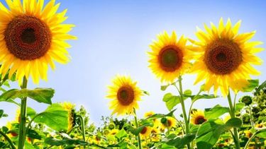 El girasol argentino consolida su posición global, reflejando un año de producción y exportaciones récord en el sector agropecuario.