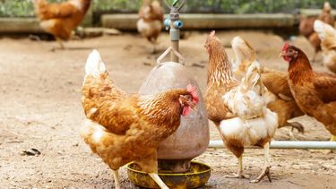 Senasa confirmó que siguen las medidas de prevención y acciones sanitarias en relación a la influenza aviar.
