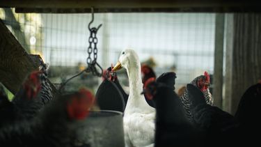 Nuevos focos de influenza aviar en aves de traspatio en la provincia de Buenos Aires.