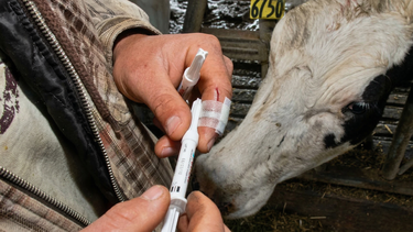 Senasa bloqueó la rBST, si bien no es de uso extendido en la lechería Argentina.