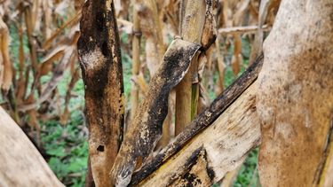 El frío impacta en las poblaciones de Chicharrita, un vector clave para la agricultura del maíz, redefiniendo estrategias de manejo para la próxima campaña.