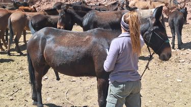 Motivar | FINAL - Mulas Apertura - Mulas en los corrales de las empresas prestadoras de servicios del parque provincial Aconcagua.