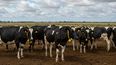 La lechería argentina está evolucionando hacia un modelo más resiliente y consciente.&nbsp;
