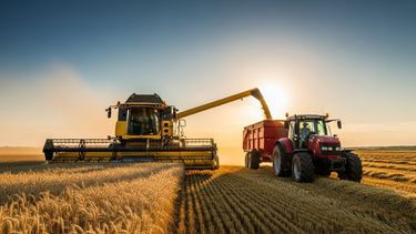 Avance de la cosecha de trigo 2025/26 por buen clima.