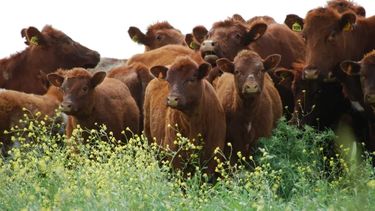 La fiebre aftosa, eje del debate sanitario y comercial.