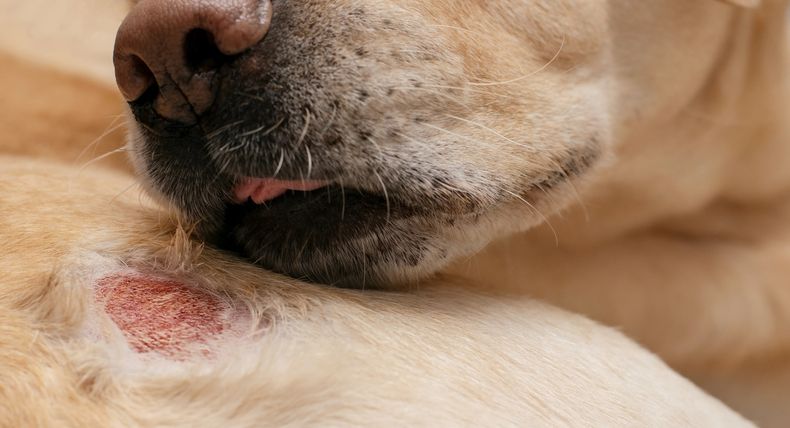 Crecen los casos de dermatitis en perros por múltiples factores.