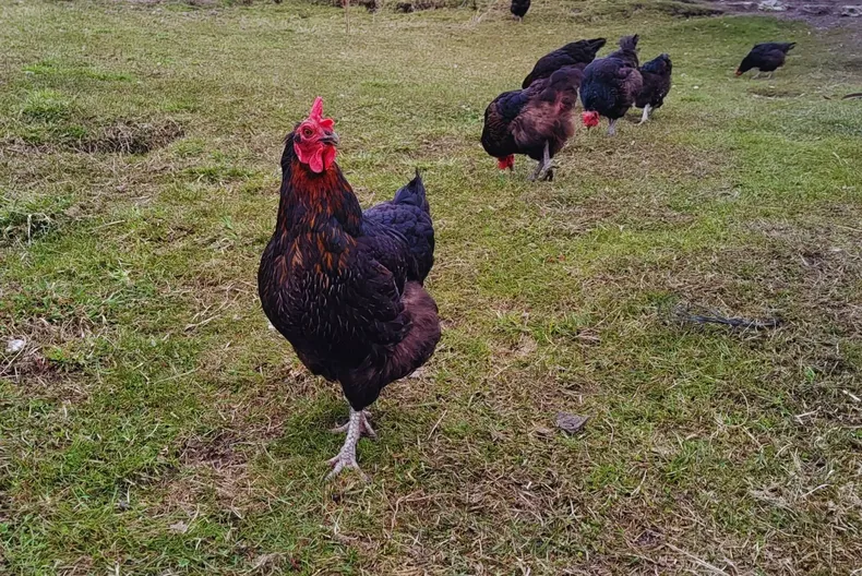 La innovación e investigación en avicultura mejora la producción invernal de huevos.