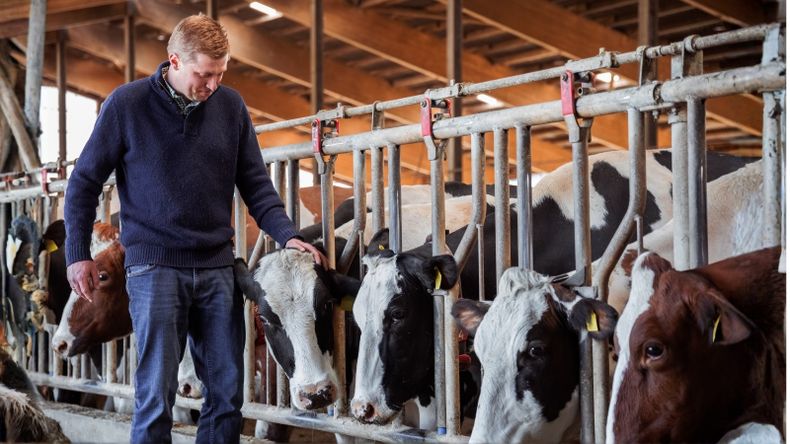 Optimizar el Período de transición en vacas lecheras.