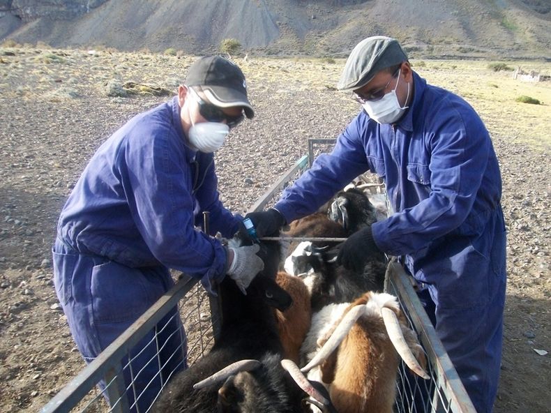 corral con cabras criollas 2.jpg