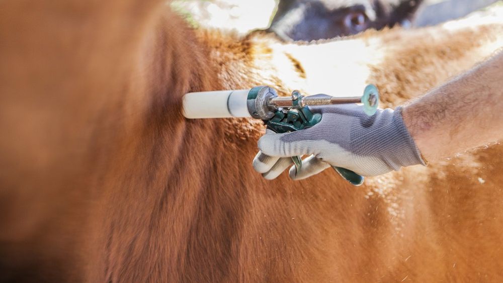 Vacunación antiaftosa. La FAA denuncia que se tomó una medida de forma inconsulta. Vacunación antiaftosa. La FAA denuncia que se tomó una medida de forma inconsulta.