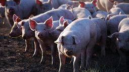 El estrés calórico representa un desafío creciente en la producción de porcinos. El estrés calórico representa un desafío creciente en la producción de porcinos.