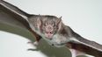 La rabia paresiante es causada por el virus rábico transmitido por el vampiro común Desmodus rotundus.