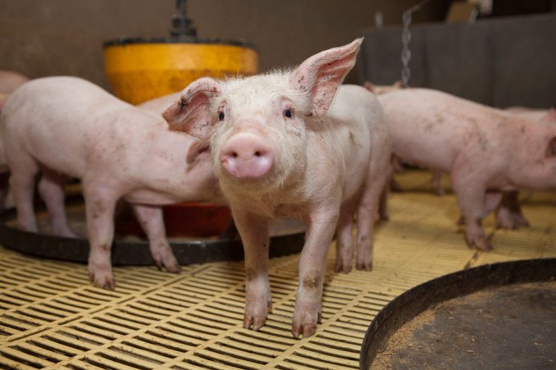 La triquinosis es una enfermedad de notificación obligatoria al Senasa.