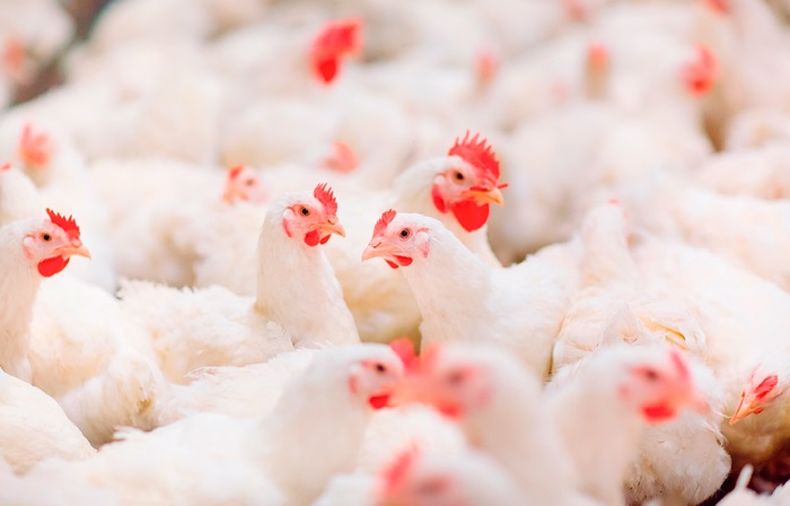 Ahora resta que Senasa resuelva la reapertura de las exportaciones a China.