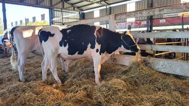 El genotipo D1.1 de la influenza aviar fue encontrado en vacas lecheras en el departamento de Nevada.