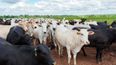 La regulación de antimicrobianos impacta en las exportaciones de carne bovina de Brasil a la Unión Europea.