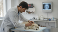 La anticipación en los trámites de certificados veterinarios es fundamental para un viaje seguro con mascotas.