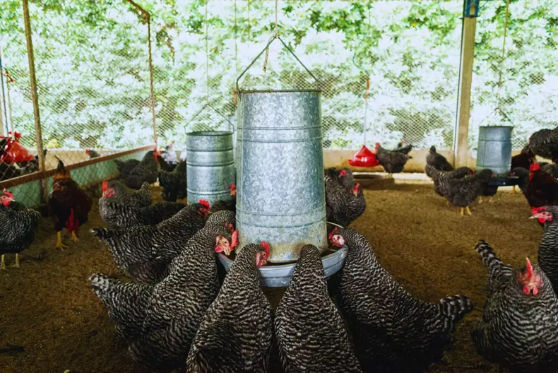 El desarrollo de probióticos es clave para el desarrollo de sistemas productivos intensivos.