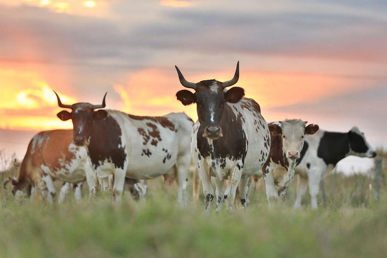 El bovino criollo posee alta capacidad de respuesta en ambientes nutricionales adversos.