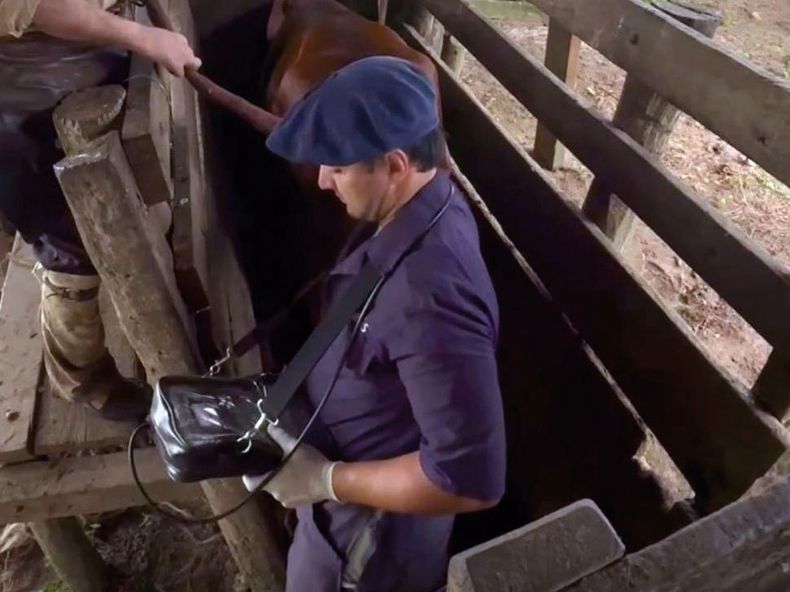 La sanidad animal es clave para evitar pérdidas, mejorar la eficiencia y asegurar la rentabilidad.