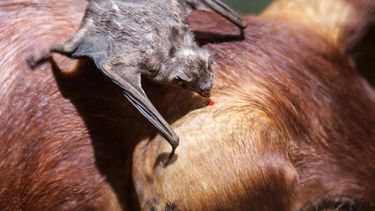 La rabia paresiante es una enfermedad mortal”, advirtió el intendente de San Blas de los Sauces, Antonio Sotomayor, y pidió a la población que tome precauciones.
