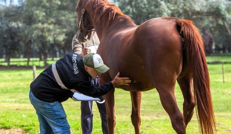 Veterinarios y productores de equinos deberán adaptarse a nuevas exigencias del Senasa.