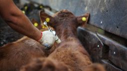 La OMSA hace un llamado a la acción ante la propagación de la fiebre aftosa SAT1. La OMSA hace un llamado a la acción ante la propagación de la fiebre aftosa SAT1.