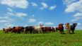 La integración agrícola-ganadera optimiza la salud del suelo y la rentabilidad, impulsando la sostenibilidad en la producción agropecuaria.&nbsp; &nbsp;