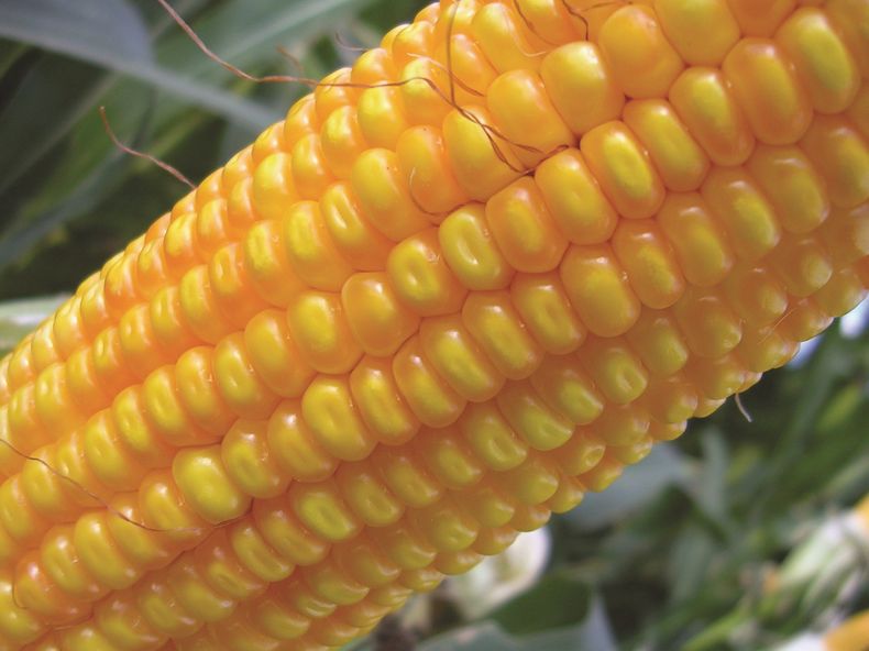 La innovación en el maíz genéticamente modificado impulsa la eficiencia y sostenibilidad de la producción agrícola argentina.