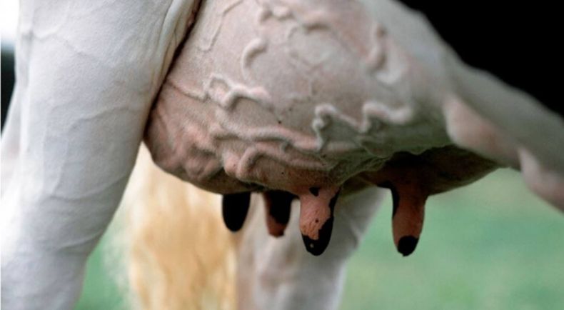 Las moscas, aliadas invisibles de la mastitis en el tambo.