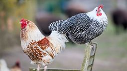 El brote de influenza aviar se detectó en gallinas y pavos en un predio familiar. El brote de influenza aviar se detectó en gallinas y pavos en un predio familiar.