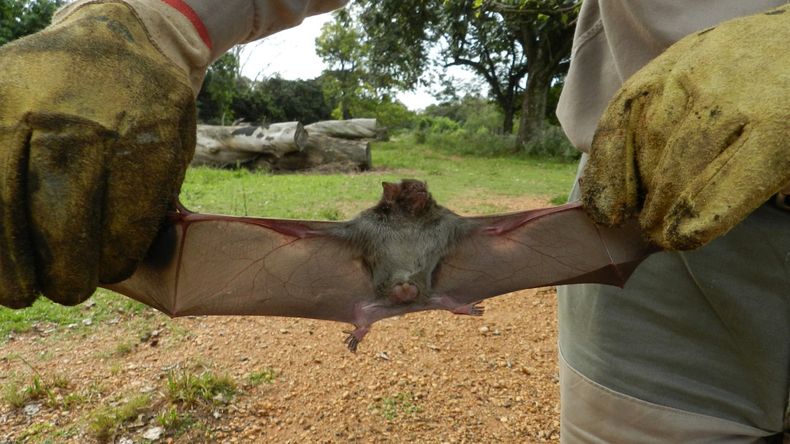 La contención del brote de rabia paresiante estuvo a cargo del Senasa y autoridades locales.