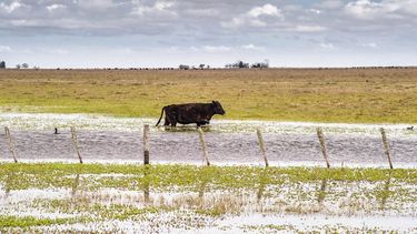 Crisis hídrica. Las medidas del Senasa podrían extenderse a otras provincias o regiones.