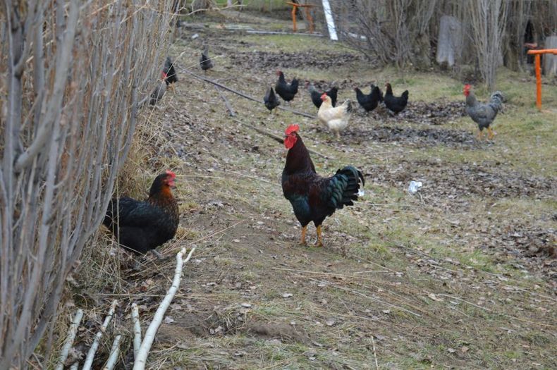 En Santa Cruz no se han registrado casos de influenza aviar hasta la fecha.