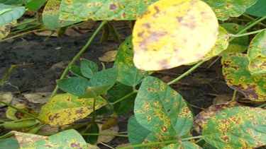 Síntoma de mancha marrón en soja.