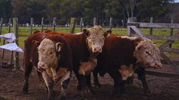 La genética bovina es clave para lograr novillos de mayor peso y mantener la eficiencia en sistemas pastoriles.