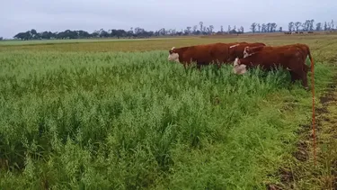 Combinar la siembra del maíz con pasturas o cultivos de servicio tiene amplios beneficios.