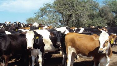 Motivar | club tambero.jpg