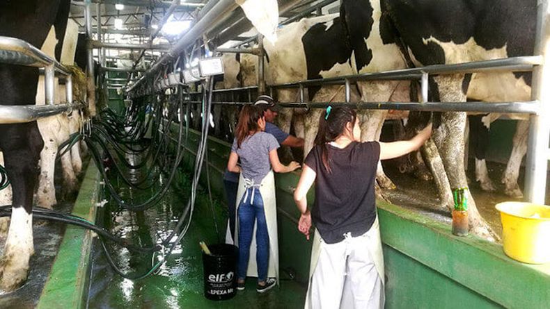 El rol que ocupan las mujeres en la lechería será uno de los ejes de TodoLáctea.&nbsp;