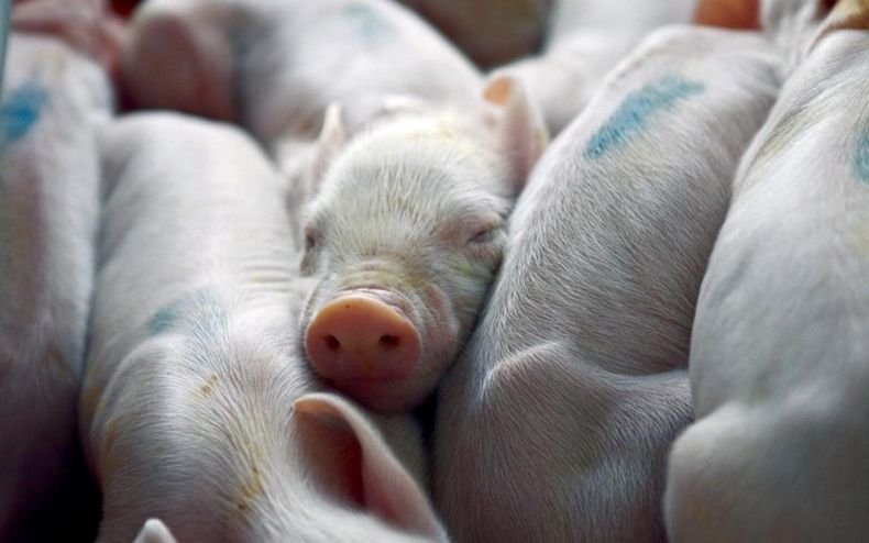 Hasta ahora, las granjasporcinas contaban con vacunas inactivadas.&nbsp;
